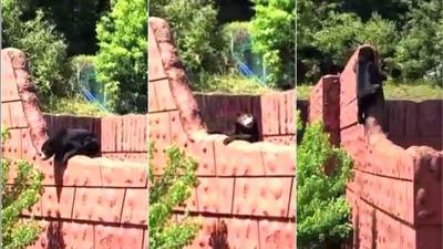  - شاهد فيديو دب يحاول الهرب من حديقة حيوان في اليابان