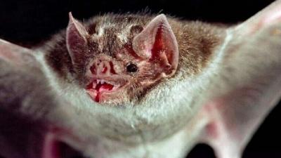  - ما الذي يجعل الخفافيش مقاومة للفيروسات.. ومتهمة بنشر فيروس كورونا؟