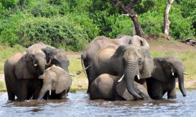  - موت 350 فيل في ظروف غامضة